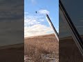 Colorado Pheasant Hunt Preview Simple Hunts S69 Hunting Birdhunting Birddog