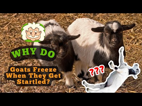 Why Do Goats Freeze When They Get Startled? A Curious Quirk of Fainting Goats