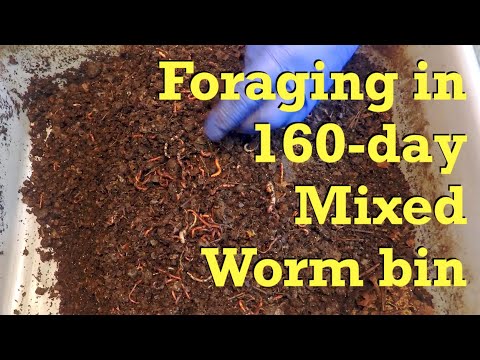 Mixed worm bin at day 160 after 4 weeks of foraging - vermicompost