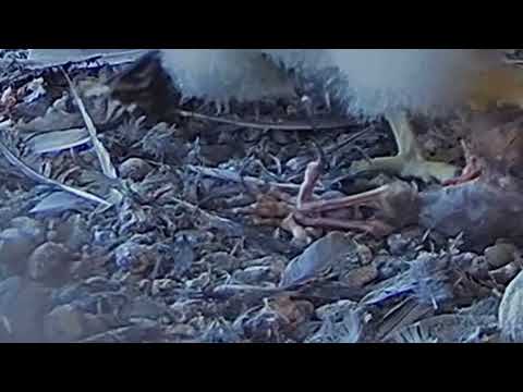 Prey ?  feet, 8th Nov, 2021, 09:32:29, Box Cam, Falconcam Project, Orange CSU.