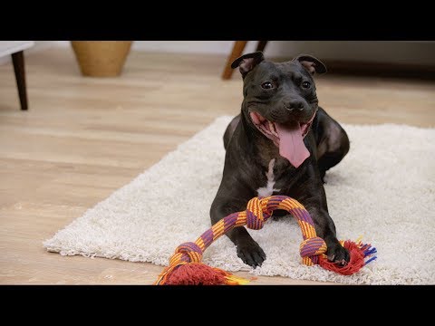 Purina Moist & Meaty Dog Food | Chewy