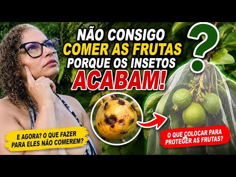 muita fartura sem aproveitar, O Que fazer quando insetos acaba com os frutos 