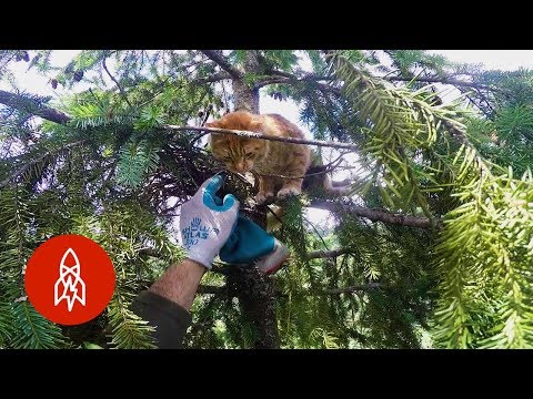 Meet the men who rescue cats from super tall trees.