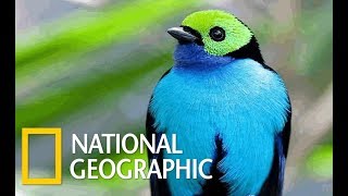 Wildlife Birds - Amazing Tropical Birds (Nat Geo)