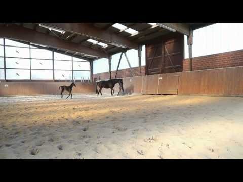 Oldenburger Stutfohlen von Sezuan aus einer Trakehner Mutter von K2