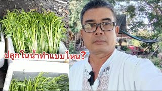 สูตรปลูกผักบุ้งแก้วในน้ำ และบนบก