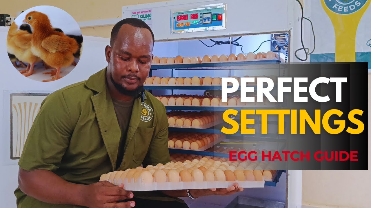 How to Hatch Chicken Eggs in an Incubator