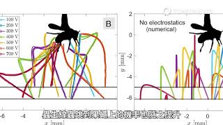 跳躍吧！靜電感應線蟲！寄生幼蟲一躍登天「騎乘」果蠅宿主生存