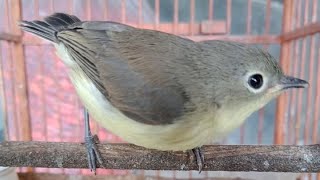 Download lagu Kicau Burung Remetuk Laut / Siur Gacor ,Ampuh Menaikan Birahi Remetuk Bahan Biar Rajin Bunyi Nyuling mp3 Download lagu Kicau Burung Remetuk Laut / Siur Gacor ,Ampuh Menaikan Birahi Remetuk Bahan Biar Rajin Bunyi Nyuling mp3