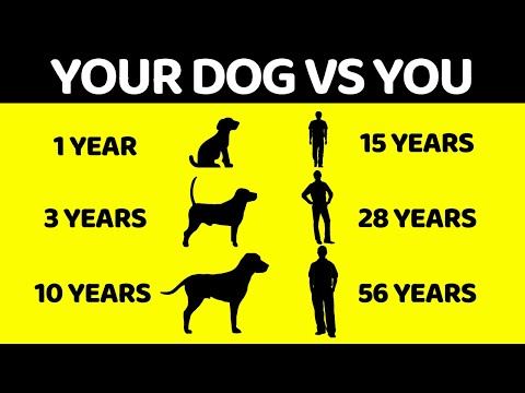 Why Dogs Age Faster Than Humans (And 9 Other Dog Mysteries Explained)
