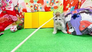 サイベリアンの動画01