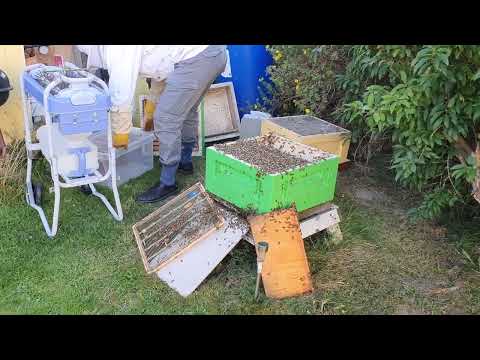 Invintring av en bikupa i trädgården