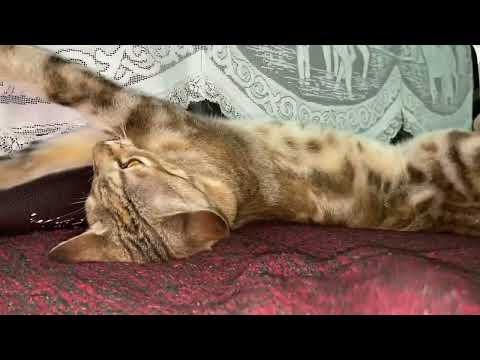 Playing with my cat , annoying my cat , cat zoomies, billi ke nakhre