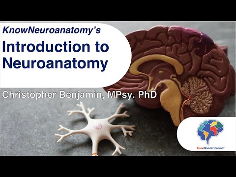 Introduction to Neuroanatomy
