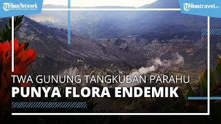 Mengenal Gunung Tangkuban Parahu, Tempat Wisata di Jawa Barat yang Suguhkan Pesona Kawah