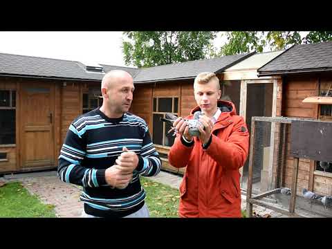 Piotr & Mariusz Bugała - PZHGP 0153 Ruda Śląska II / Najlepsze Asy !