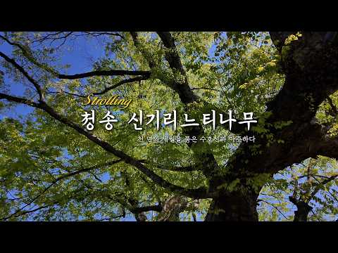 [온통청송] 청송 신기리 느티나무