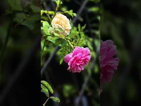 flowers 🌺 🌹🌹