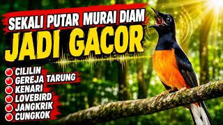 Download lagu PANCINGAN MURAI MEDAN ISIAN CILILIN KENARI KAPAS TEMBAK JANGKRIK CUCAK JENGGOT SRIGUNTING LOVEBIRD mp3