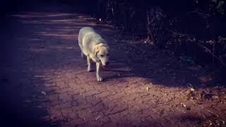 Ive Walked With This Light!