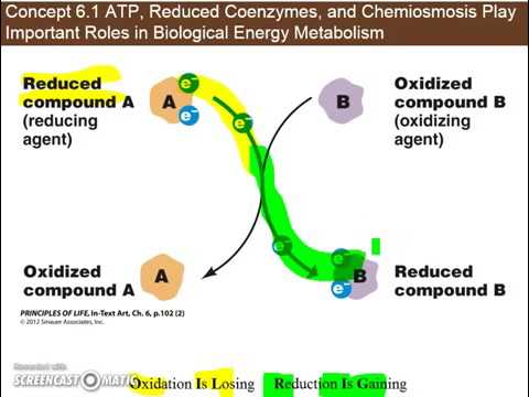 Reduced Coenzymes & NADH Explained | Cellular Respiration & Energy Metabolism Made Simple