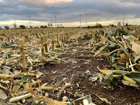 Feldexkursion 207: Maisernte - N.U. Agrar, 20.10.2021