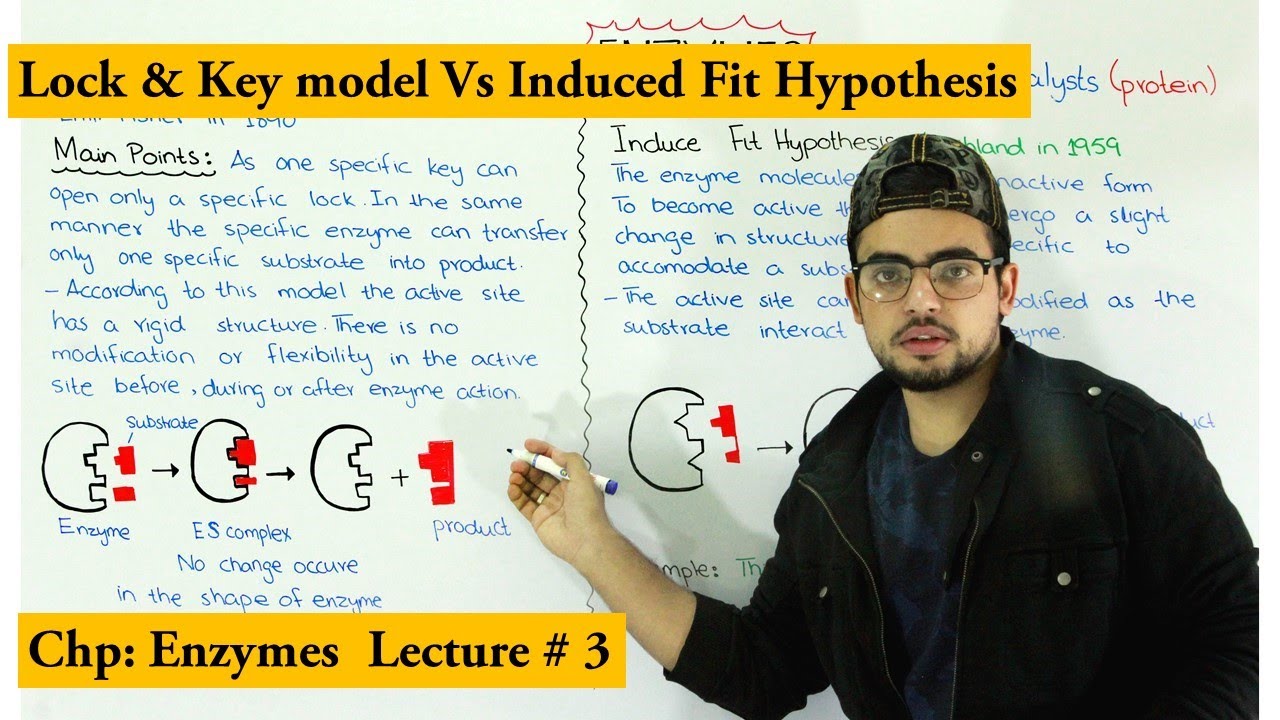 Lock and key hypothesis Vs Induced fit hypothesis