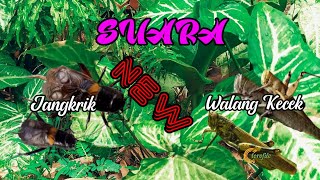 Download lagu Suara walang kecek vs jangkrik New mp3 Download lagu Suara walang kecek vs jangkrik New mp3