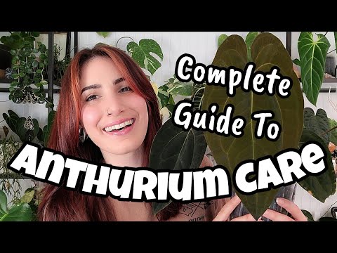 COMPLETE GUIDE TO ANTHURIUM CARE!! 🌿 deep dive into everything I've learned growing Anthurium ✨️
