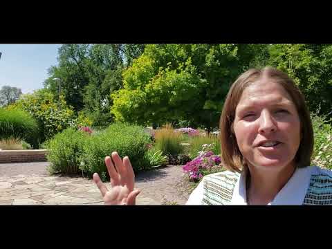 Plant Talk: Trumpet Vine