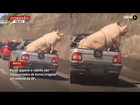Vídeo: Porco gigante e cabrito são transportados de forma irregularem rodovia em Cotia (SP).