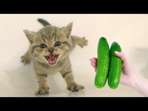 When God sends you a funny cat 🤣 Funniest cat ever 😹 P01
