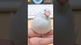 放鳥中の方がまったりするピーコ🕊️