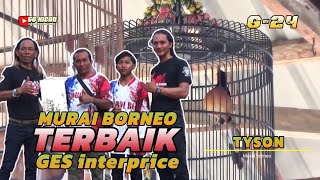 MURAI BORNEO  TYSON  SABET TROPHY TERBAIK DI GES interprise ( G 24 ) MUARA WAHAU - KUTIM