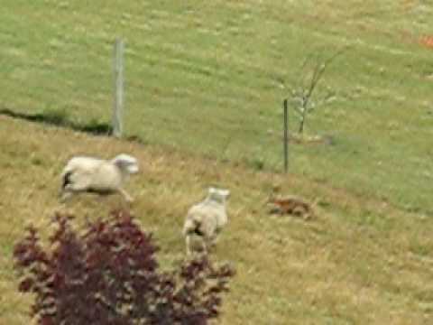 Sheep vs. Fox.