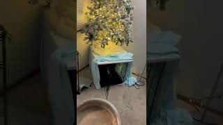 Video preview image #1 Italian Greyhound-Unknown Mix Puppy For Sale in Arlington, WA, USA