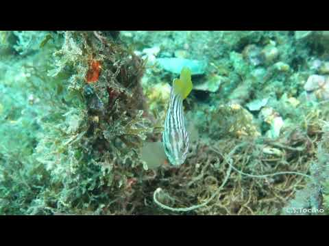 Epinephelus costae