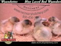 Video: Blue Laced Red Wyandotte