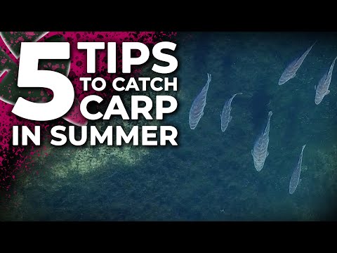 5 SUMMER CARP FISHING TIPS THAT YOU NEED TO KNOW! ☀️