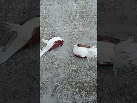 sher ka baap बब्बर शेर aagaya🔥👍😎#pigeon#lahore #shirazi#kabootar#status #trending#viral#shorts