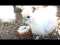 Chicks Unusual Feast Removing A Hornet Nest