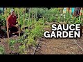 Planting a Tomato Sauce Garden! 🍅