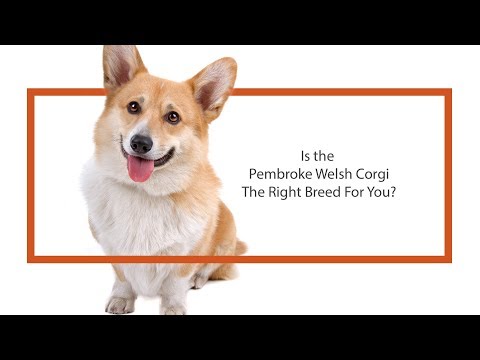 Pembroke Welsh Corgi Video