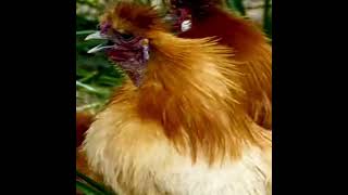 Download lagu Rooster 🐓🐓🐓🐓🐓 sound ll message phone ringtone status#subscribe mp3