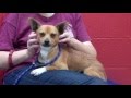 A4956568 Elmo Chihuahua Mix