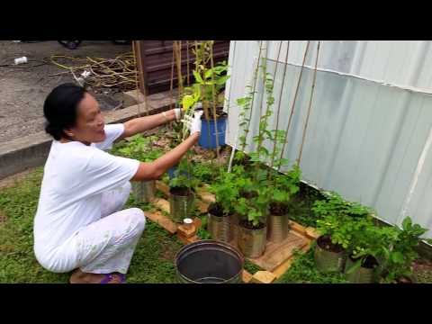 Analyn planting flowers and showing plants   7 15 14