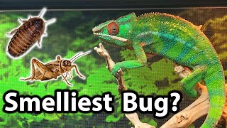 Dubiasroaches.com unboxing | Which feeder bugs are smelliest?