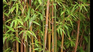 Bambús: Variedades y plantación - Bricomanía