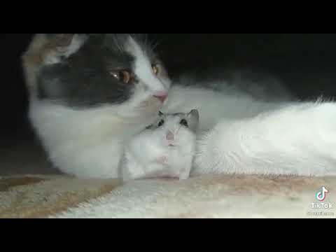 hamster gets scared by cat