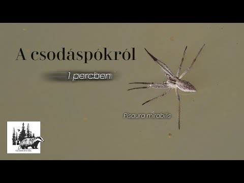 Nursery web spider (Pisaura mirabilis)